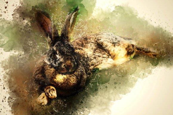 Download Printable Animal Graphics #12 - Premium Resources